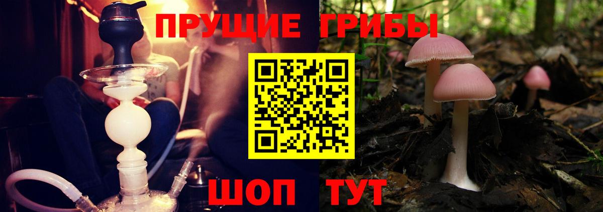 Псилоцибиновые грибы прущие грибы  Вход с VPN  Королёв  Галлюциногенные грибы Psilocybe 